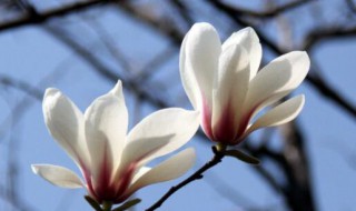 木兰花的花语是什么 木兰花花语及象征