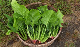 菠菜吃法 菠菜吃法大全