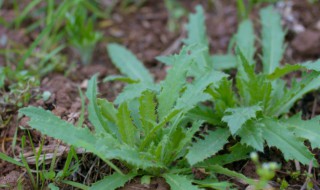 刺儿菜功效和吃法 刺儿菜的功效?