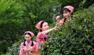 乔家临江茶山在哪里 山西临江茶山在哪里