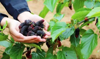 夏津桑椹节是什么时间 夏津椹果节