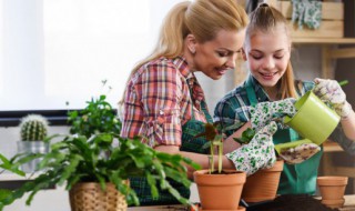 室内绿色装饰中植物配置的平衡（室内绿化植物配置就植物配置规律而言,分为哪两种类型?）