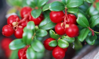 蔓越莓怎么那么酸 蔓越莓是酸性的吗