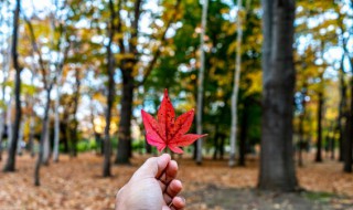 霜叶红于二月花是一幅怎样的画面 霜叶红于二月花是一幅怎样的画面写一写