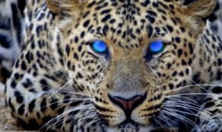 金钱豹是几级保护动物 金钱豹是几级保护动物可以养吗