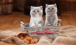 如何自制猫食 如何自制猫食物?