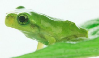 青蛙眼睛发明了什么及作用 青蛙的眼睛发明了什么?