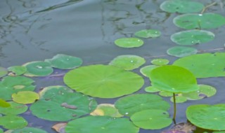 浮萍是什么植物 浮萍是什么植物?