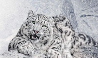 雪豹是国家几级保护动物（雪豹属于世界级濒危物种,国家一级保护动物）