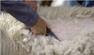 绵羊的毛可以做成什么 绵羊的毛可以做成什么生活用品