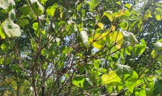 盆栽丁香花怎么养殖（丁香花的种植养护方法）