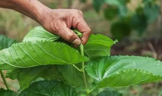 摘新鲜的桑叶能放冰箱冷冻吗 桑叶能冷藏吗