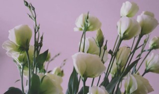 洋桔梗花的花语是什么 白色洋桔梗花的花语是什么