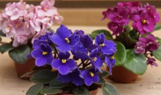 紫罗兰可以水养吗 紫罗兰花可以水养吗