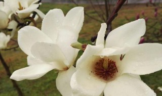 木兰花花语是什么 花木兰的花语是什么
