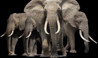 为什么大象只有一只右耳朵（为什么大象只有一只右耳朵?）