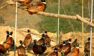 特禽养殖包括哪些 特种养殖禽类有哪些