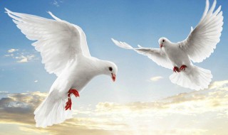 白鸽的寓意和象征意义 白鸽象征着什么意义?