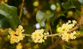 桂花几月开 桂花几月开什么季节