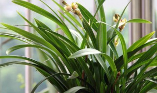 最受欢迎的兰科植物介绍 兰科类植物哪些好种
