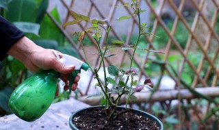 月季枝枯病的防治方法 月季花枯叶病怎么办