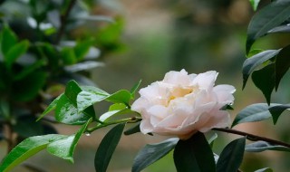 茶花叶尖枯焦是什么原因（茶花叶片枯焦）