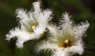 金银莲花怎么种（银莲花的养殖方法）