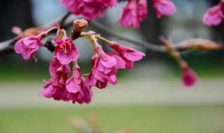 梅花在什么时候凋谢（梅花什么时候开花什么时候凋谢）