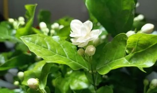 银丝茉莉什么时候开花（铁茉莉什么时候开花）