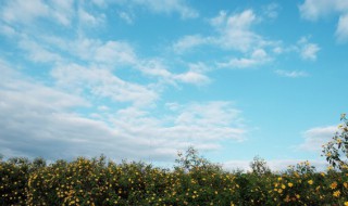 凤仙花有什么旅行方法（凤仙花生活在哪些地方）