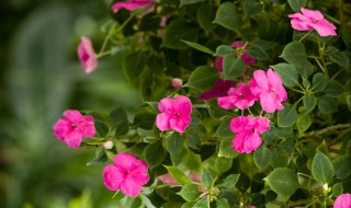 凤仙花是什么植物（凤仙花是一种常见的什么植物?）