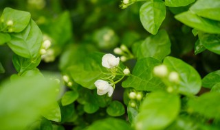 茉莉花何时剪枝最好（茉莉花哪个季节剪枝）