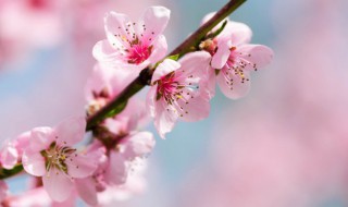 桃花的花蕊长什么样 桃花的花蕊是什么样的