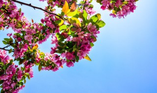 花蕊是花的哪个部位（百合花蕊是花的哪个部位）