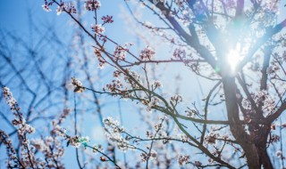 梅花要在什么时候修剪最合适 梅花修剪几月份为宜