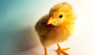 鸡雏多长时间开始喂食 雏鸡多久喂一次