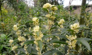 桂花树几年开花 实生桂花树几年开花