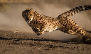 什么比猎豹的速度更快的主旨 什么比猎豹的速度更快的主旨提问