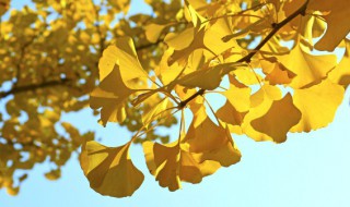 梦见树叶黄了落了 梦见树叶黄了落了一地是什么意思