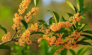 桂花树的修剪方法 桂花树的修剪方法和时期 佛顶珠