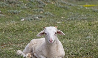 羊拐骨是羊的哪个部位 羊拐骨是什么