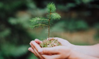 2022年植树节主题是什么（2021年植树节主题活动）