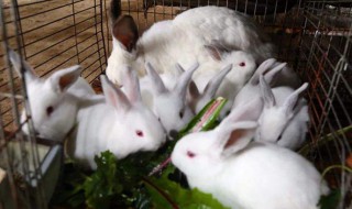 獭兔养殖注意事项有哪些 獭兔在哪里养最适合
