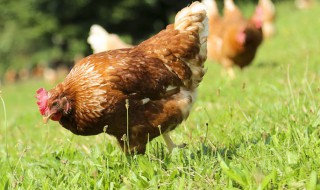 乌骨鸡养殖注意事项有哪些 乌骨鸡的饲养和生活环境