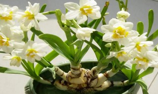 养殖水仙花的注意事项是什么 水仙花的养殖方法和注意事项有哪些
