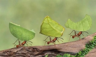 白蚁和蚂蚁的区别 白蚁和白蚂蚁是一种吗