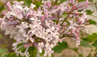 丁香花可以室内种植吗（丁香花可盆栽吗）