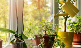 植物在室内可以进行光合作用吗 室内光照植物产生光合作用吗