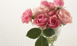 自己在花盆里种玫瑰花可以吗 刚种在花盆的玫瑰花要怎么养