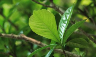 栀子花耐寒吗（栀子花耐寒吗多少度）